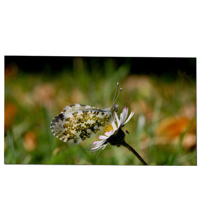 ราคาดี LM270WQB-SSA1 โมดูลจอ LCD ขนาด 27.0 นิ้ว 2K 240hz IPS สําหรับ AW2721D ออนไลน์