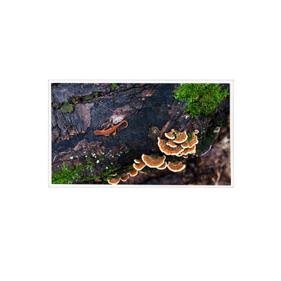 ราคาดี 15.6 นิ้ว 1920*1080 PT156FHM-N10 eDP 30 pin แผ่นจอ LCD ออนไลน์