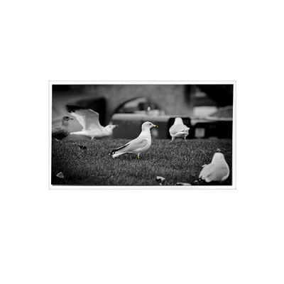 ราคาดี 1200*1920 QV080WUM-N40 8.0 นิ้วจอจอ LCD สําหรับแพดแท็บเล็ต ออนไลน์