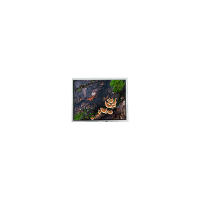 ราคาดี ใหม่ 3.0 นิ้ว 30WQF0H 240 * 400 5S1P WLED โมดูลจอ LCD ออนไลน์