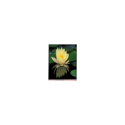ราคาดี 1080*1920 PP060IC-01D 6.0 นิ้ว 1000: 1 แผ่นจอ LCD ออนไลน์